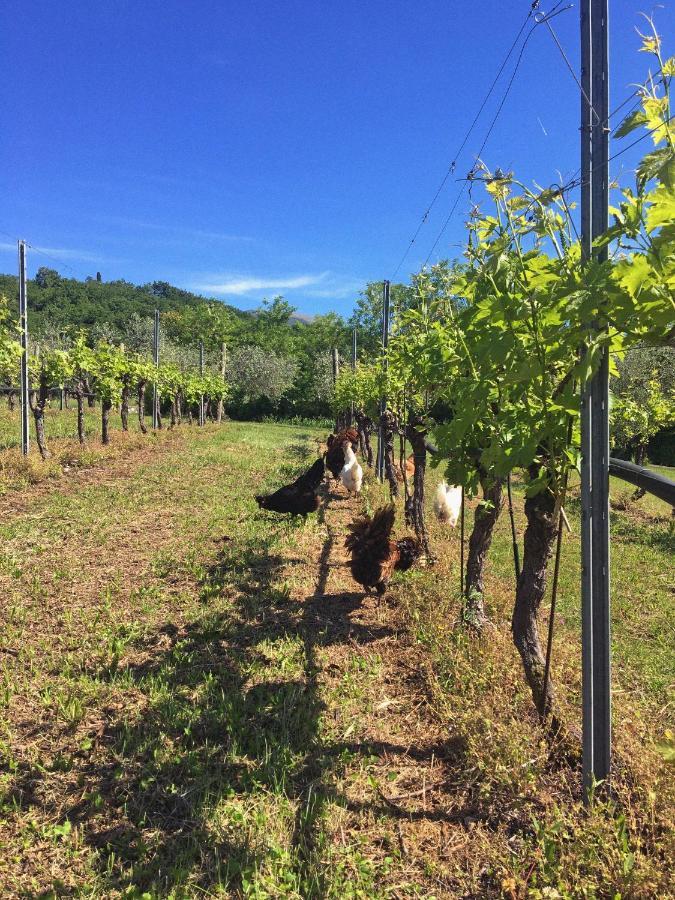 Agriturismo Ca' Cristane Rivoli Veronese Eksteriør bilde