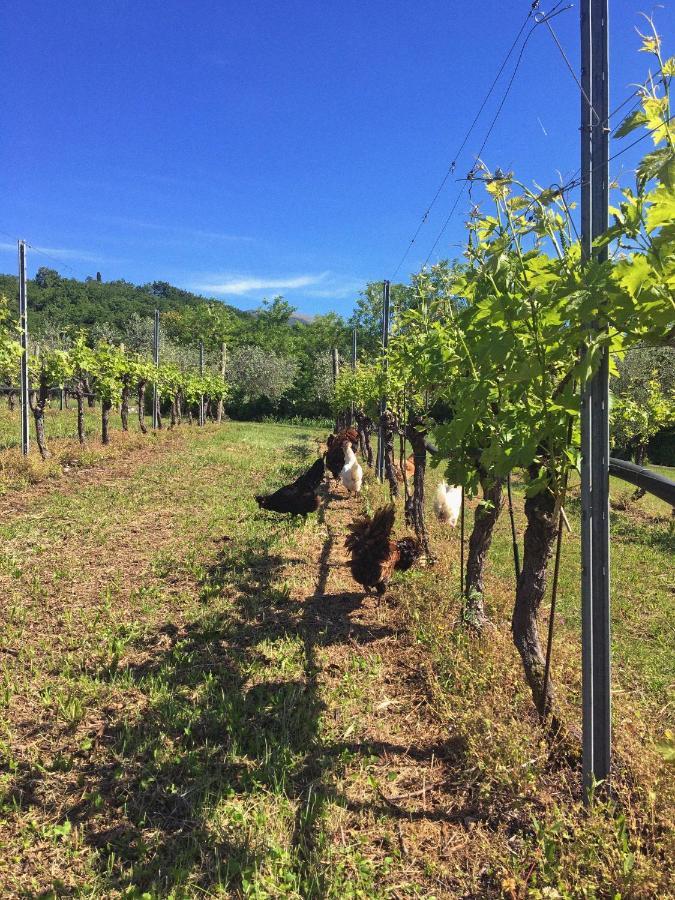 Agriturismo Ca' Cristane Villa Rivoli Veronese Eksteriør bilde